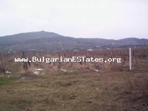 Plot of land for sale cultivated with vine yard located at the town of Aytos.